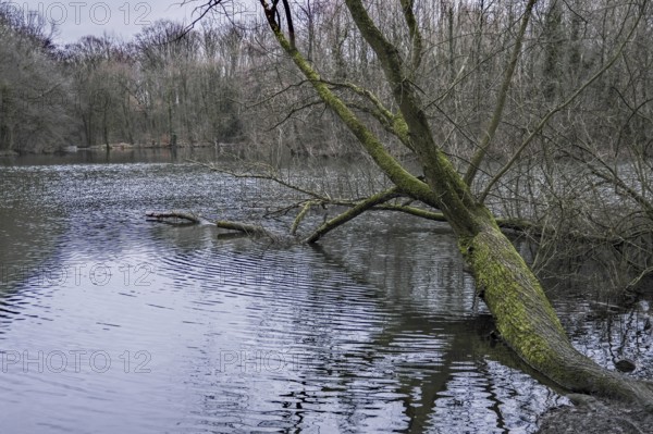 A tree leaning over a calm lake, with reflections on the water surface, creating a tranquil environment