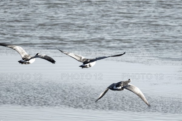 Canada geese fly over the sea