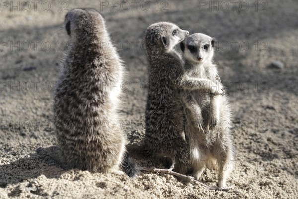 Two meerkats hugging each other and another one standing on sandy ground, meerkat or suricate (Suricata suricatta), captive, occurring in southern Africa