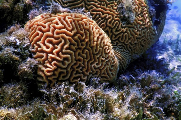 Brain coral in the bottom of the sea, Marine life