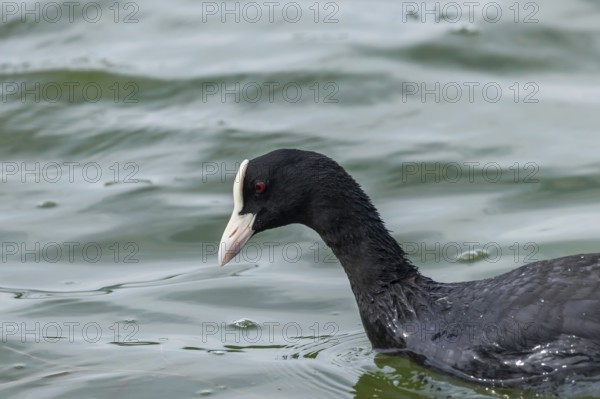 Coot Swimming (Fulica atra) Close up Eurasian Coot