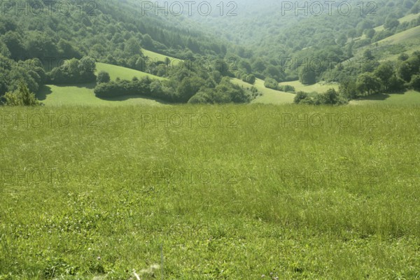 Cloudy day in the forest meadow green Pyrenees landscape