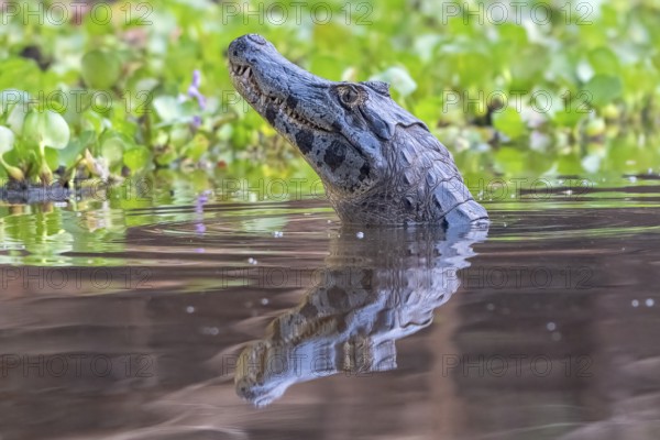 Spectacled caiman (Caiman crocodilus yacara), Crocodile (Alligatoridae), crocodile (Crocodylia), lifts head, animal portrait, reflection, Pantanal, inland, wetland, UNESCO Biosphere Reserve, World Heritage Site, wetland biotope, Mato Grosso, Brazil, South America