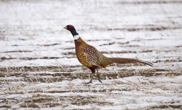 Ring Neck Pheasant on the run Sasl