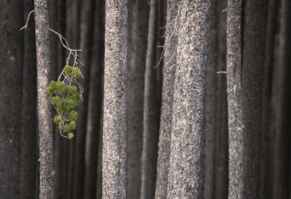 Pine Forest Cypress Hills Interprovincial Park Saskatchewan Alberta