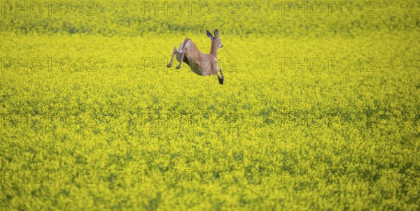 Deer in Canola Field Summer Saskatchewan Canada