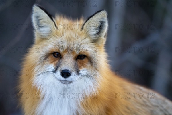 Fox in Winter Prince Albert National Park Canada close