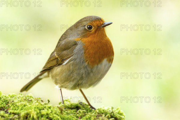 Robin (Erithacus rubecula) standing on moss-covered forest floor, Black Forest, Germany, Europe