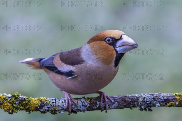 Male hawfinch (Coccothraustes coccothraustes) sitting on a tree branch overgrown with lichen, protected forest, Black Forest, Germany, Europe