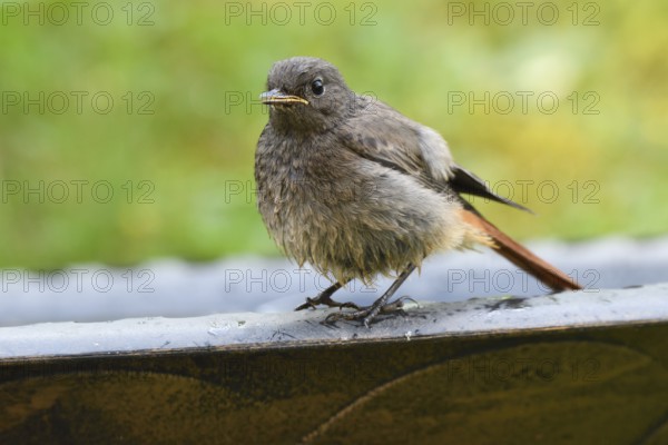 Young black redstart in the evening light, Phoenicurus ochruros, Young Black Redstart