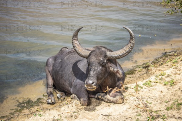 The oldest nature reserve on the lake. Natural surroundings with water buffalo in the morning at sunrise. Pure nature in the steppe landscape of Yala National Park, Uva, Sri Lanka, India, Asia