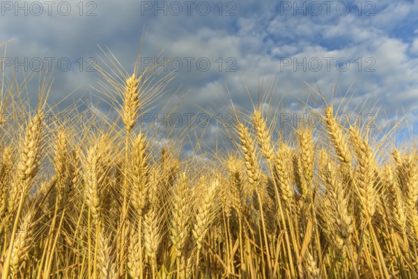 Cereal field in the French countryside. Alsace, France, Europe