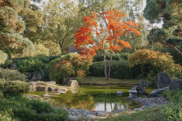Beautiful Japanese Garden and red trees at autumn seson. A burst of fall color with pond reflections