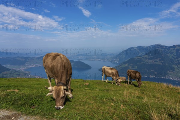 House cows grazing in the Swiss mountains