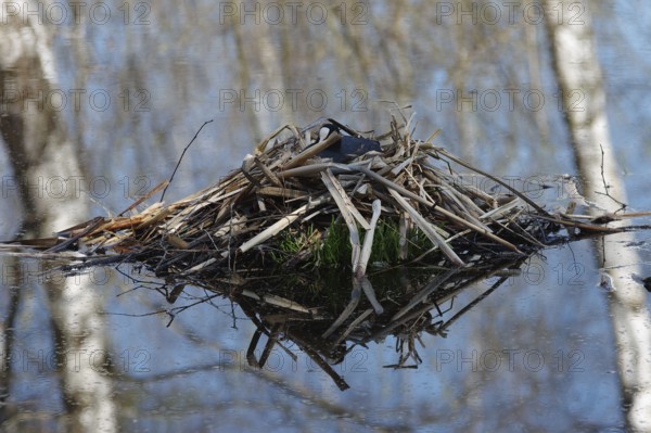 Deadwood with tree reflections in the moor lake