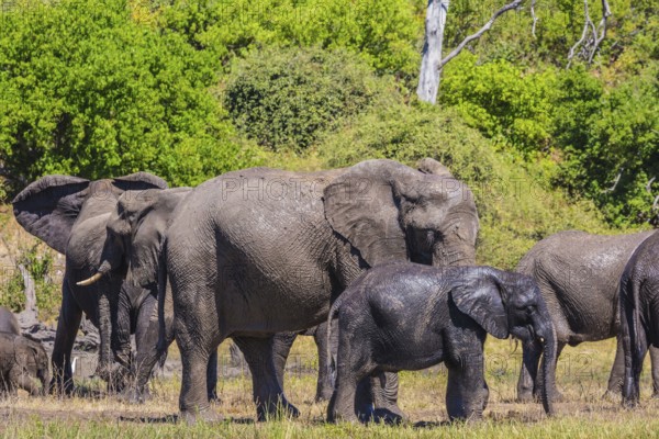 River Okavango, Botswana, Chobe National Park. The concept of exotic and active tourism. Large herd of African elephants at the watering, Africa