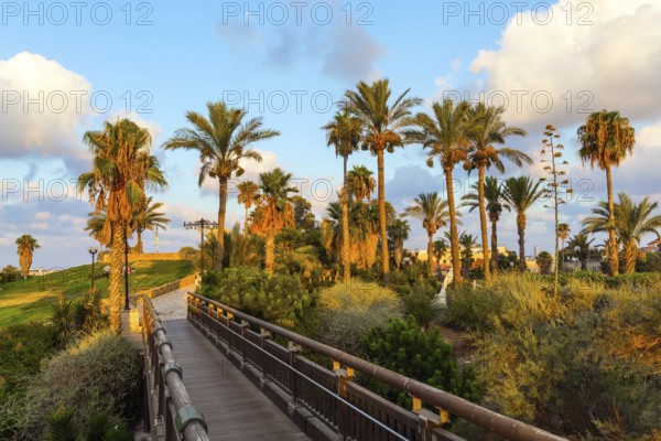 Picturesque bridge over a ravine. Evening twilight over Old Jaffa. Sunset. Old Yaffo, Tel Aviv. Palm trees on the hill Abrasha Park. Concept active, informative and photo tourism