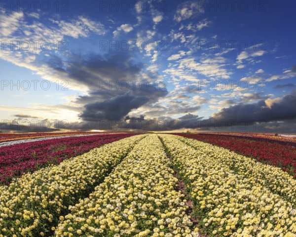 Spring wind farm on cultivation of buttercups garden. Large field of yellow and red flowers