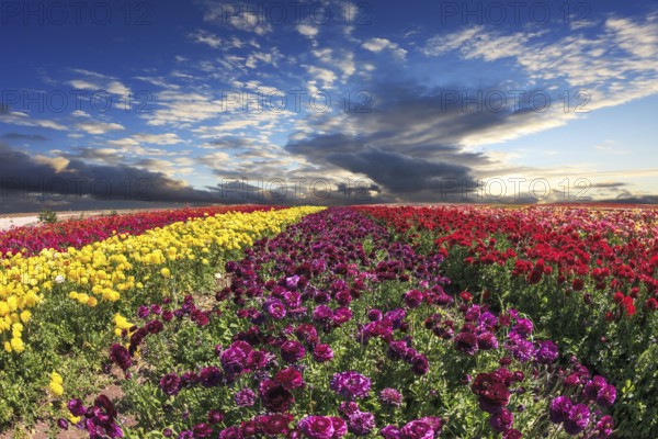 Spring wind farm on cultivation of buttercups - ranunculus garden. Large field of purple, yellow and red flowers