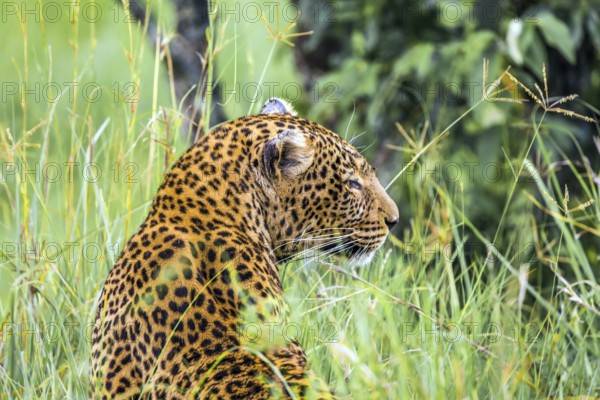 Leopard is preparing for the hunt. The magic of Africa. The famous Masai Mara Reserve in Kenya. Grassy savannah. The concept of active, ecological, exotic, extreme and photo tourism