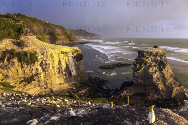 Large colony of Australian olushas nests on the rocks. Sunset on Murivay Beach. New Zealand, North Island. The concept of active, environmental and photo tourism