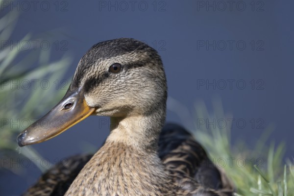 Close-up of a duck lying in the grass on the shore of a lake, Mallard (Anas platyrhynchos), Groede, Zeeland, Netherlands