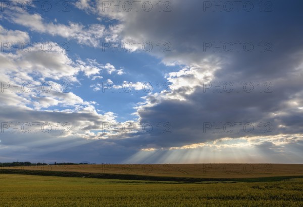 Dramatic summer morning landscape with wheat field in Central Bohemian Uplands, Czech Republic, Europe