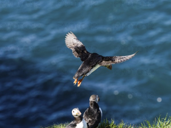 Puffin (Fratercula arctica) flying over the sea, near the Westman Islands, Iceland, Europe