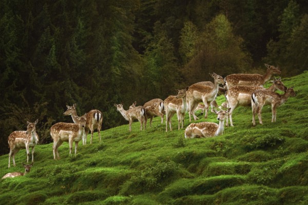 Deers on the Slope of a Hill near the Forest Obermaiselstein, Germany, Europe