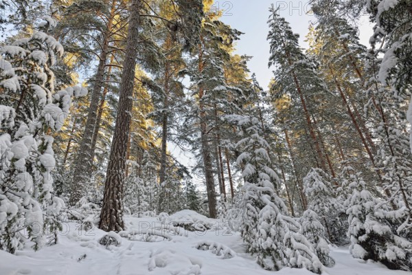 Winter sunny forest landscape