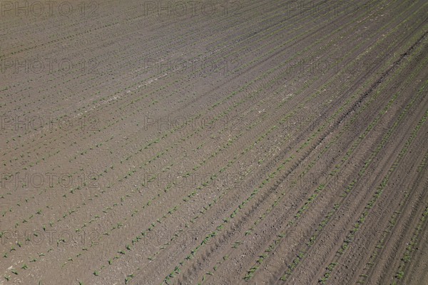 Aerial view of corn field. Top View spring corn field