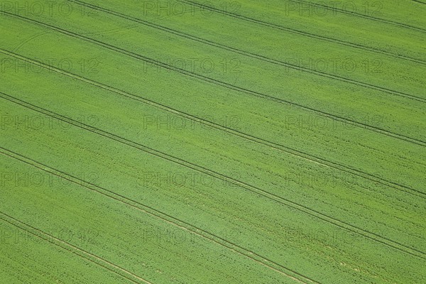 Rapeseed green field in spring, Aerial View