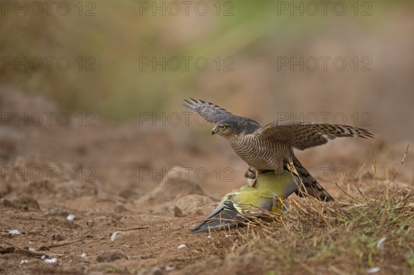 Female Eurasian sparrowhawk Accipiter nisus attacking a Yellow Footed Green pigeon on a forest track in Ranthambhore national park, India, Asia