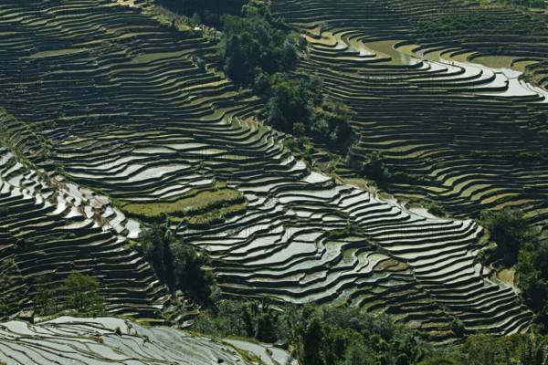 Rice field terrace, yunnan, china