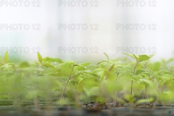Sprouted Tomato. Potted Tomato Seedlings Green Leaves