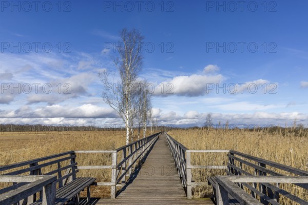 Federseesteg with blue sky and white clouds, reeds, moor landscape, Bad-Buchau, Upper Swabia, Baden-Württemberg, Germany, Europe