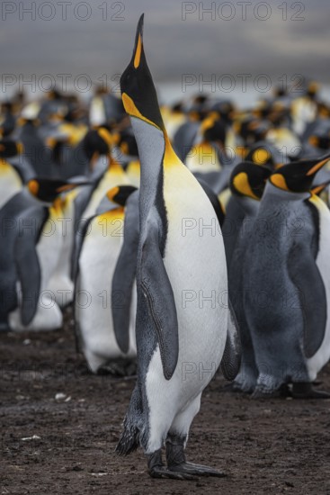 King Penguin (Aptenodytes patagonicus), trumpeting, Volunteer Point, Falkland Islands, Great Britain, South Atlantic, South America