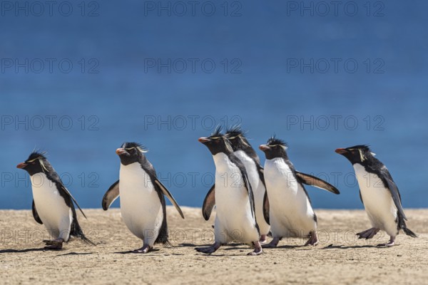 Rockhopper penguins (Eudyptes chrysocome) on the way to their colony, Pebble Island, Falkland Islands, Great Britain, South Atlantic, South America