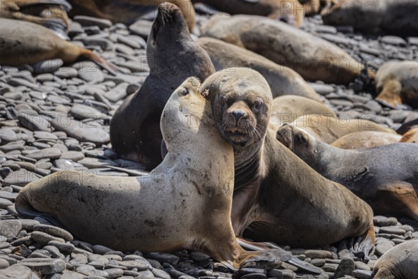 Maned seals (Otaria flavescens) showing readiness to mate, Bleaker Island, Falkland Islands, Great Britain, South Atlantic, South America