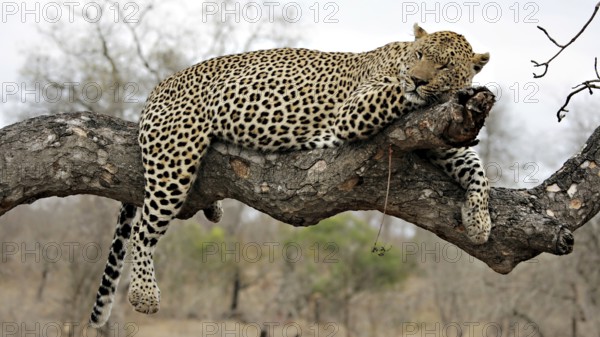 Resting leopard on a tree Sabi Sands, Kruger National Park, South Africa South Africa
