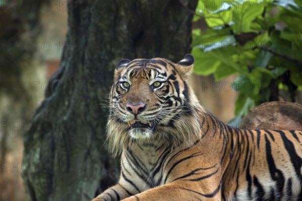 Close up photo of sumatran tiger