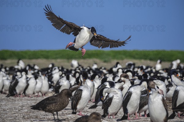 Blue-eyed Cormorant (Phalacrocorax atriceps), also Imperial shag, landing in a breeding colony, Bleaker Island, Falkland Islands, Great Britain, South Atlantic, South America