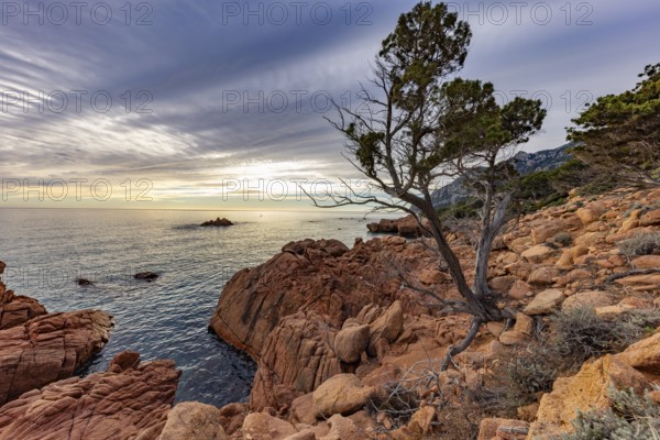 Coastal landscape with bizarre, red rocks and weathered, gnarled trees at sunset over the sea, Spiaggia di Cala E'Luas, Ogliastra, Sardinia, Italy, Europe