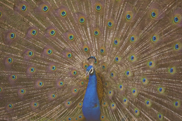 Peafowl in Ranthambhore national park, rajasthan, India, Asia