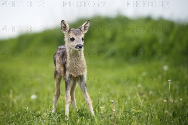 Young wild roe deer in grass, Capreolus capreolus. New born roe deer, wild spring nature