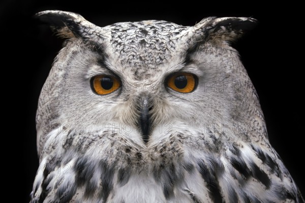 Siberian Eagle Owl on black background, Bubo bubo sibiricus