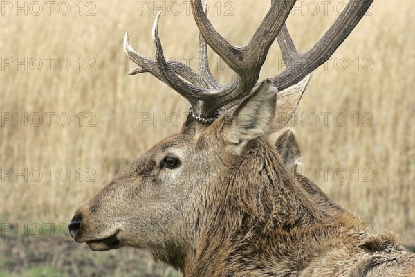 Deer