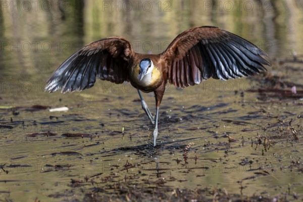 Blue-fronted Jacamar Sandgrouse (Actophilornis africanus), also known as the Jesus bird, walks across the water, Moremi Game Reserve, Okavango Delta, Maun, Botswana, Africa