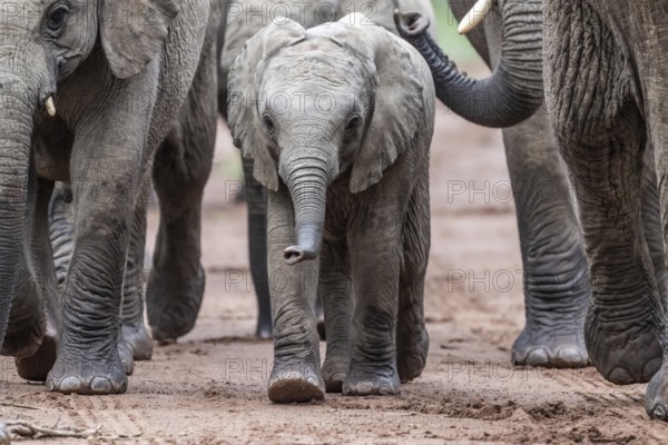 Elephant (Loxodonta africana) baby elephant in the herd, Qwabi Private Game Reserve, Biosphere Reserve, Limpopo, South Africa, Africa