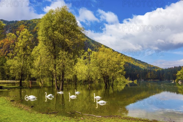 Lake Lago de Fusine. Laghi di Fusine, Tarvisio, Province of Udine. Magnificent lake in Northern Italy - Lago de Fusine. A lovely flock of white swans swims and reflects in the smooth water. Concept of ecological tourism